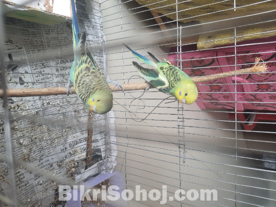 বাজরিগার পাখি
